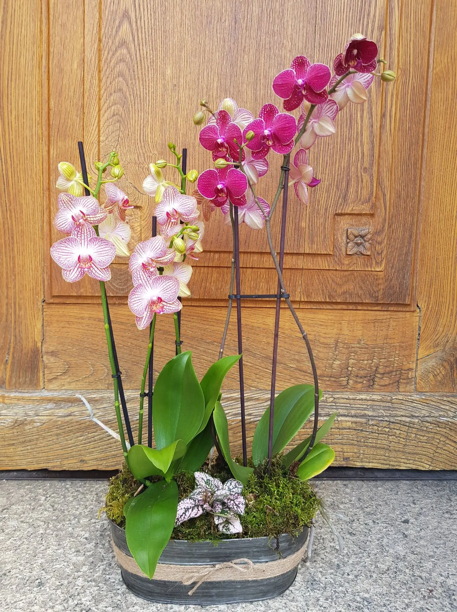 Assemblage d'orchidées avec plante verte
