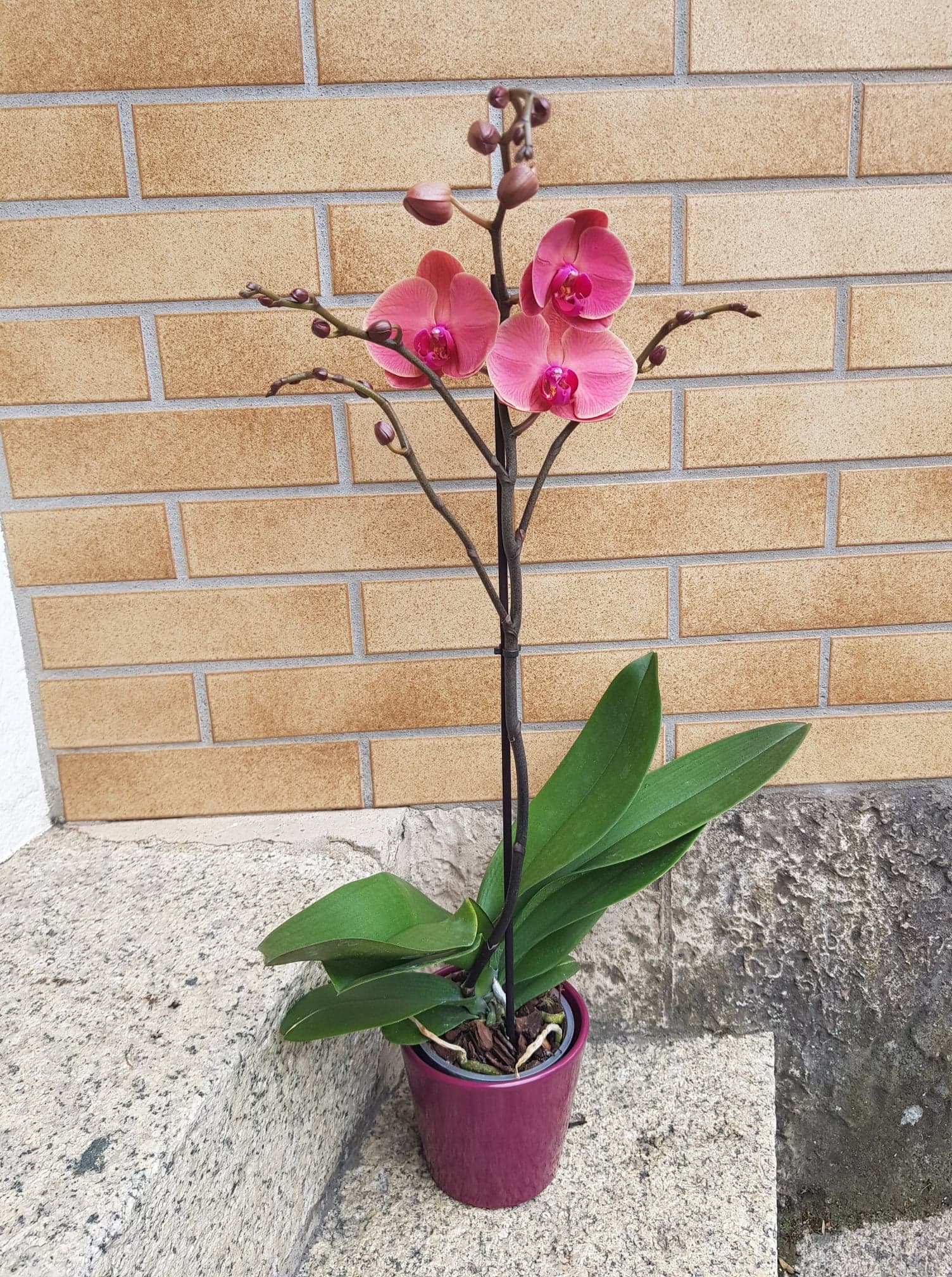 Orchidée 3 tiges avec cache-pot
