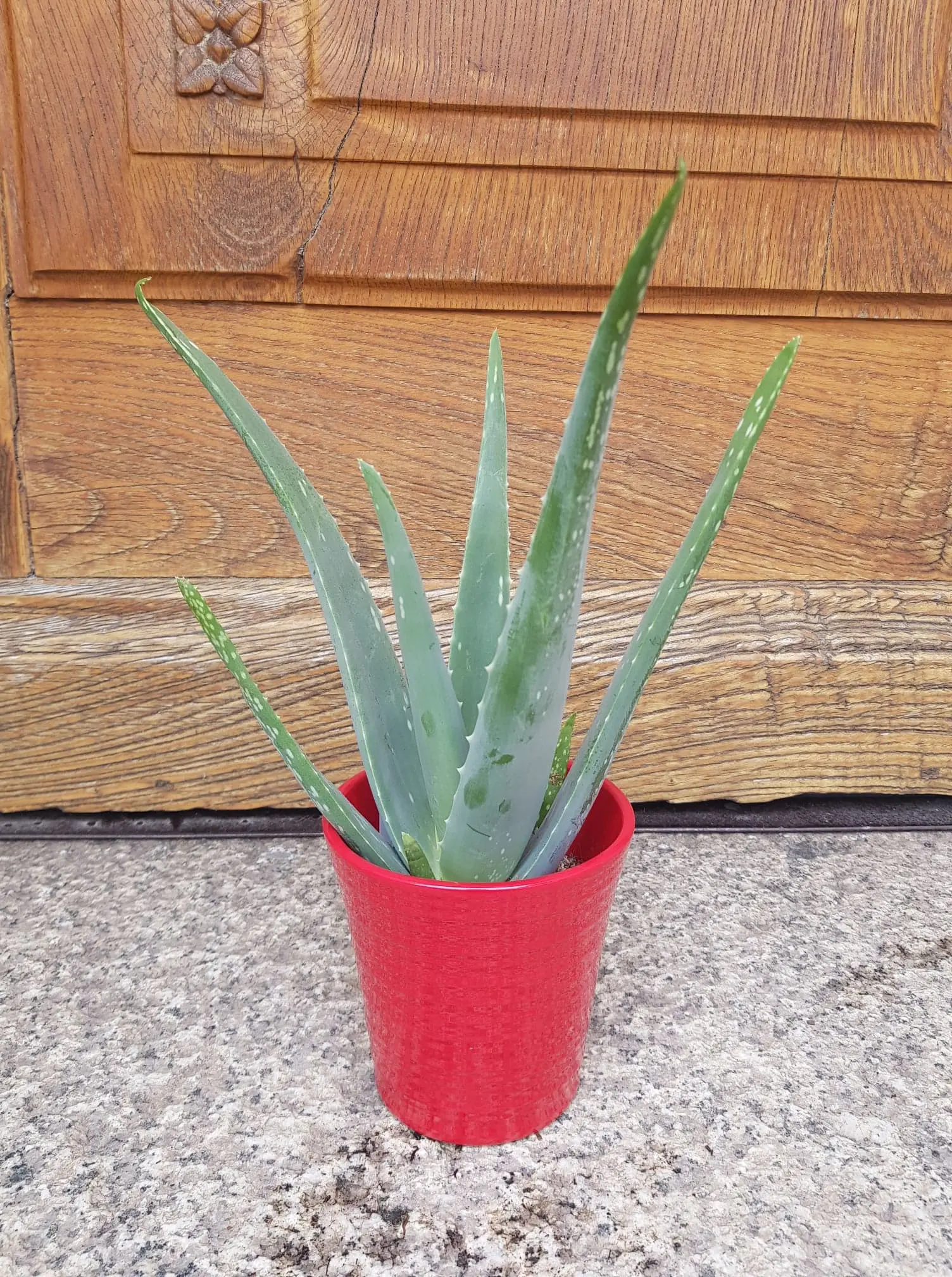 Aloé véra avec son cache pot