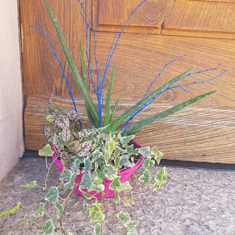 Alternative view of Assemblage de plantes vertes et fleuries