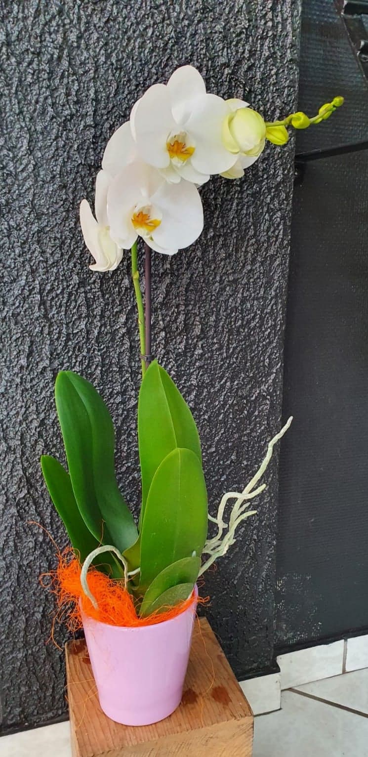 Assemblage d'orchidées avec plante verte - L'Orchidée Virginie