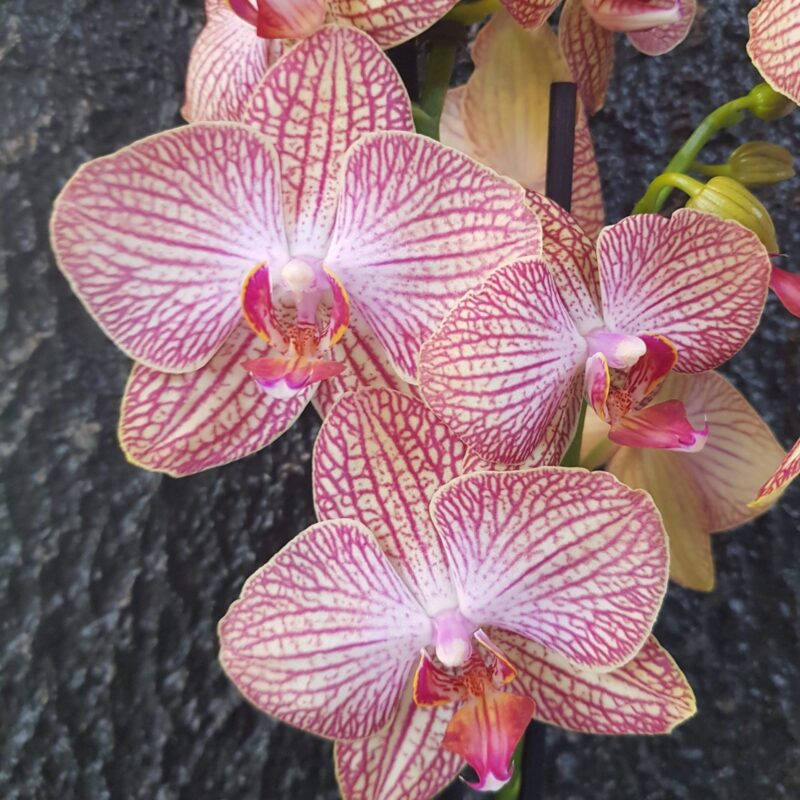 Alternative view of Orchidée 1 tige ø12cm