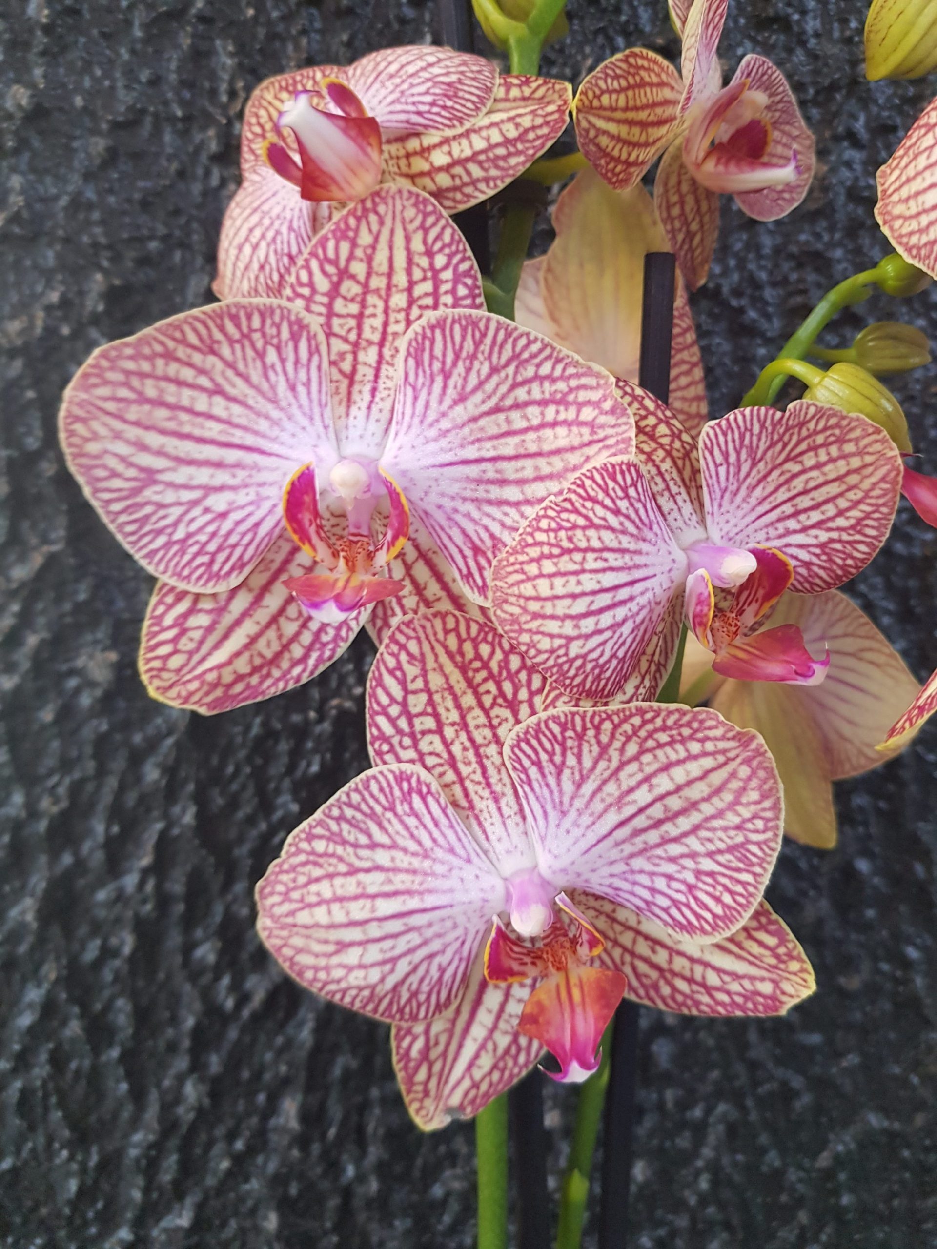 Orchidée 3 tiges avec cache-pot