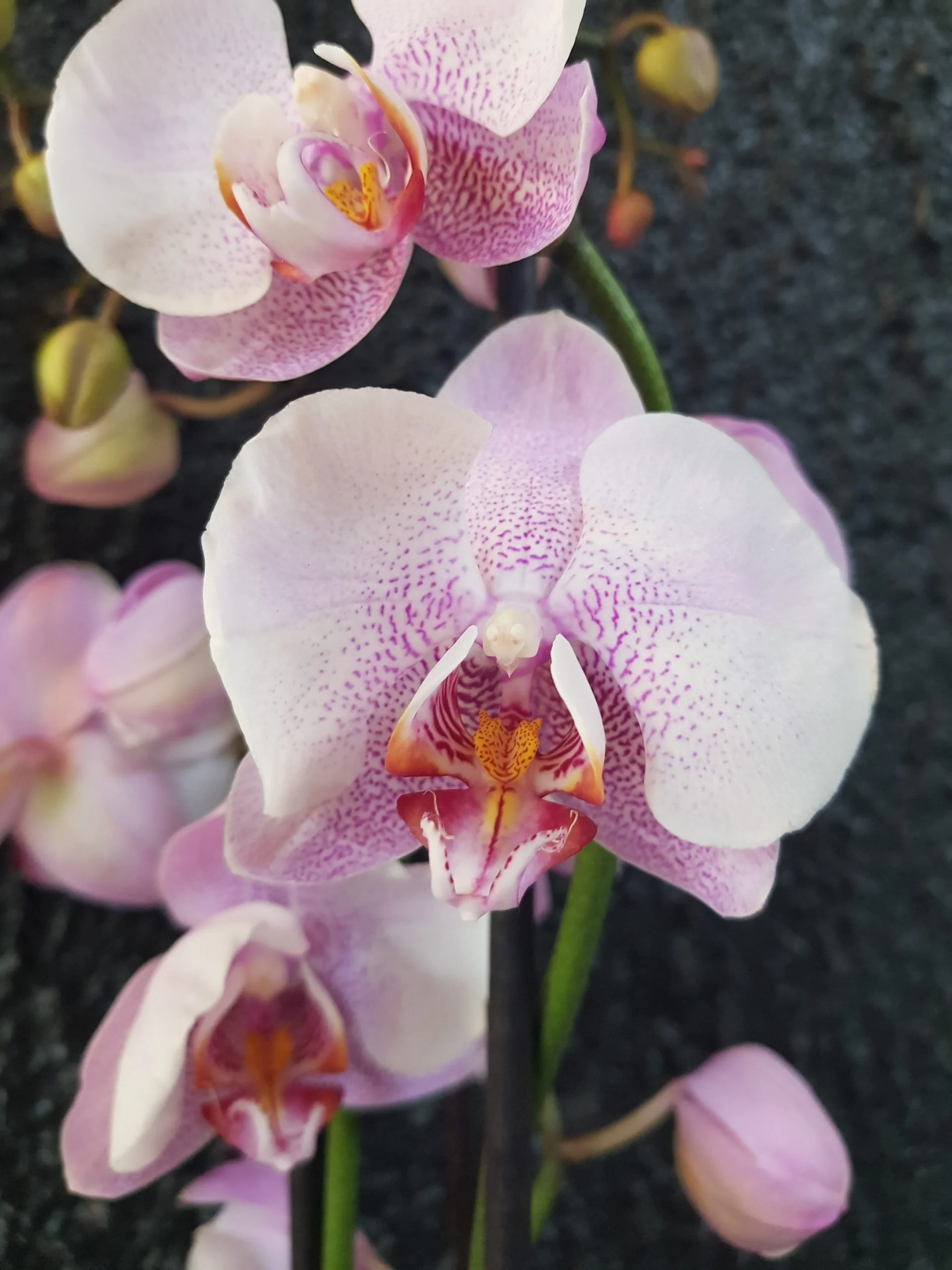 Assemblage d'orchidées avec plante verte - L'Orchidée Virginie