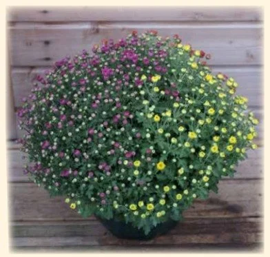 Chrysanthème petites fleurs multicolore