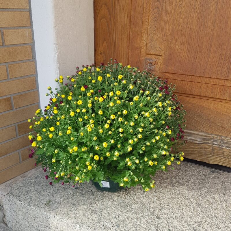 Alternative view of Chrysanthème petites fleurs multicolore