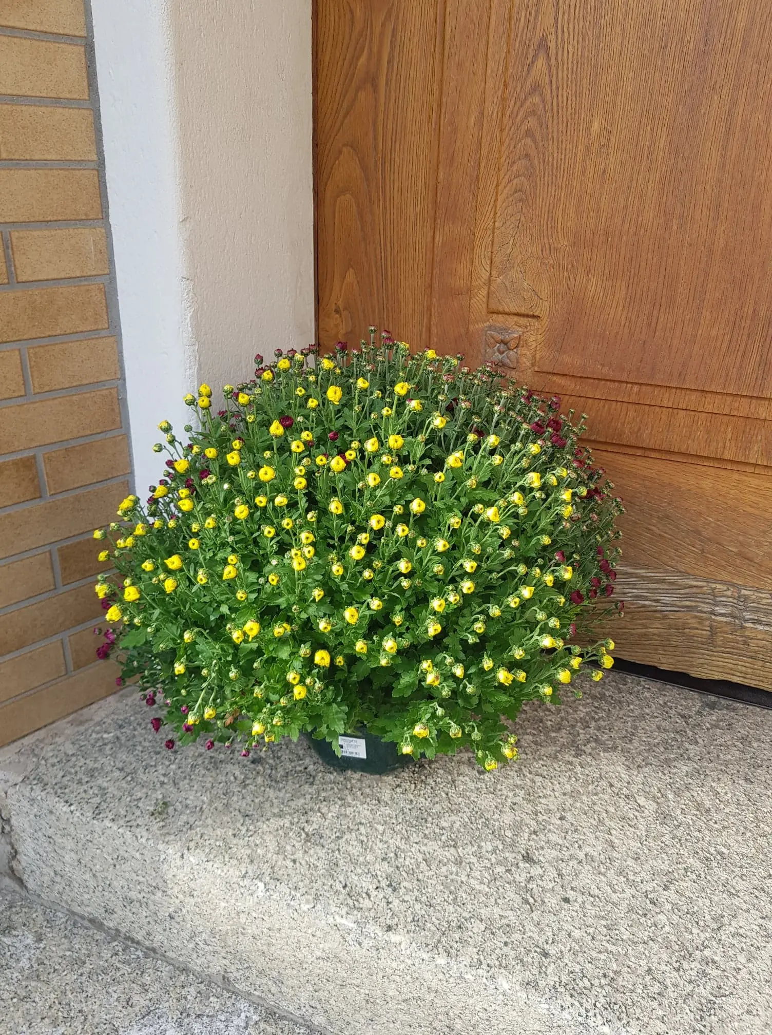 Chrysanthème petites fleurs multicolore – Image 2