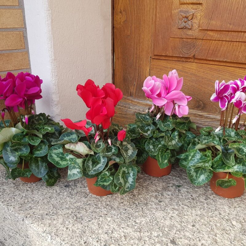 Alternative view of Cyclamen