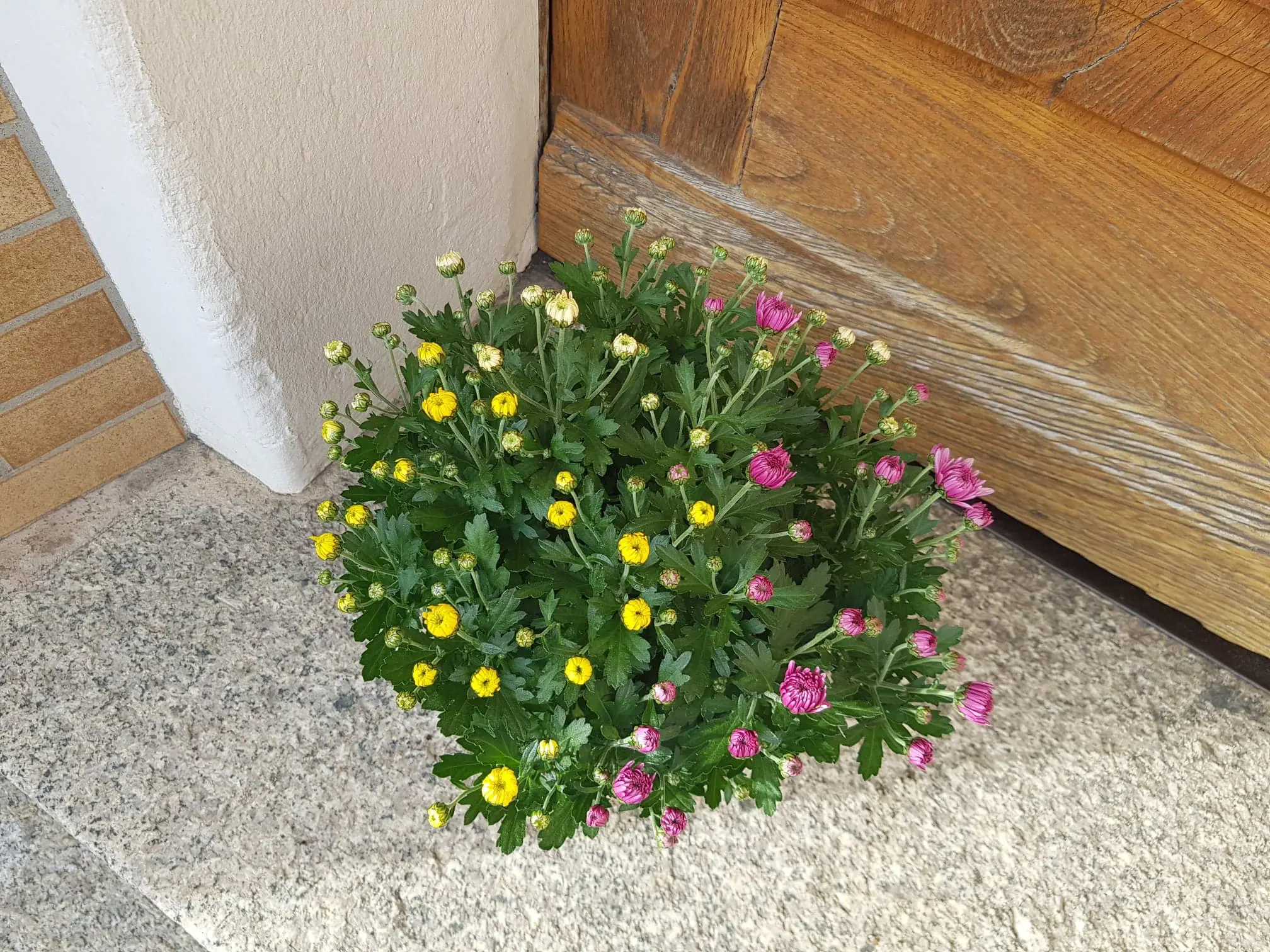 Chrysanthème petites fleurs multicolore – Image 7