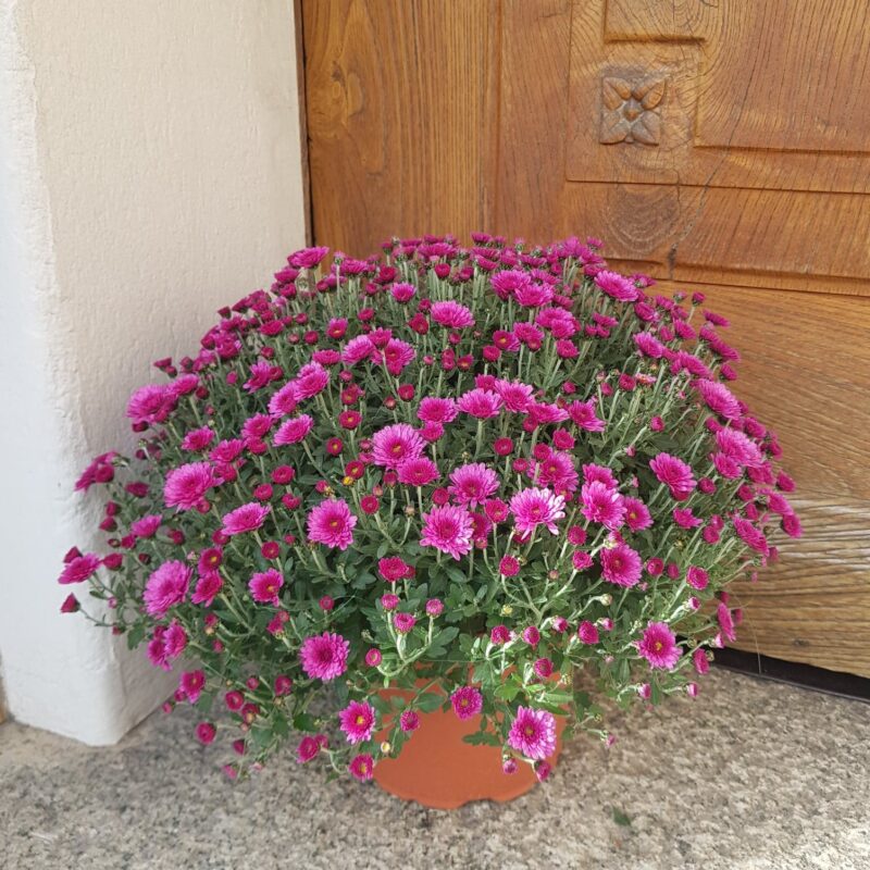 Alternative view of Chrysanthème petites fleurs unicolore