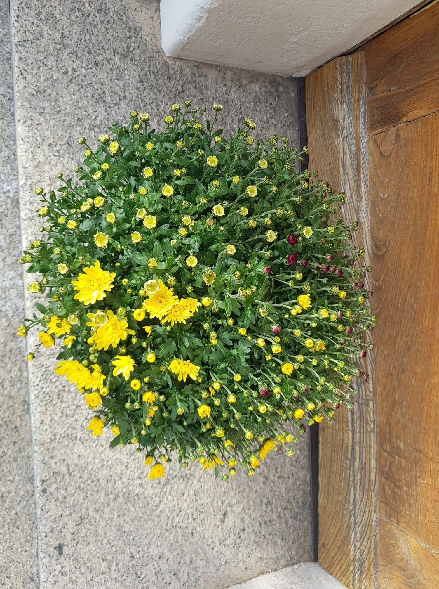 Chrysanthème petites fleurs multicolore – Image 5
