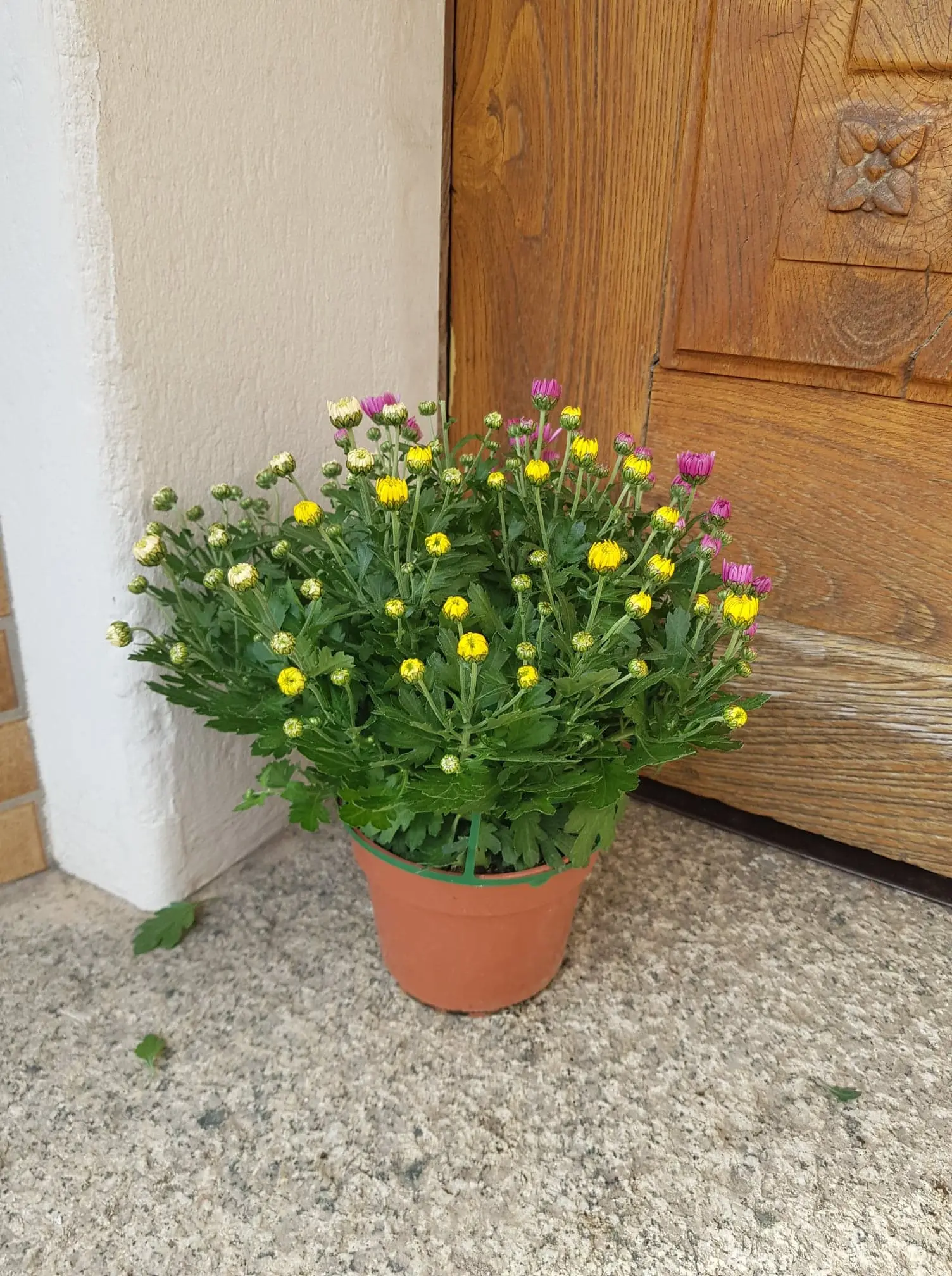 Chrysanthème petites fleurs multicolore – Image 6