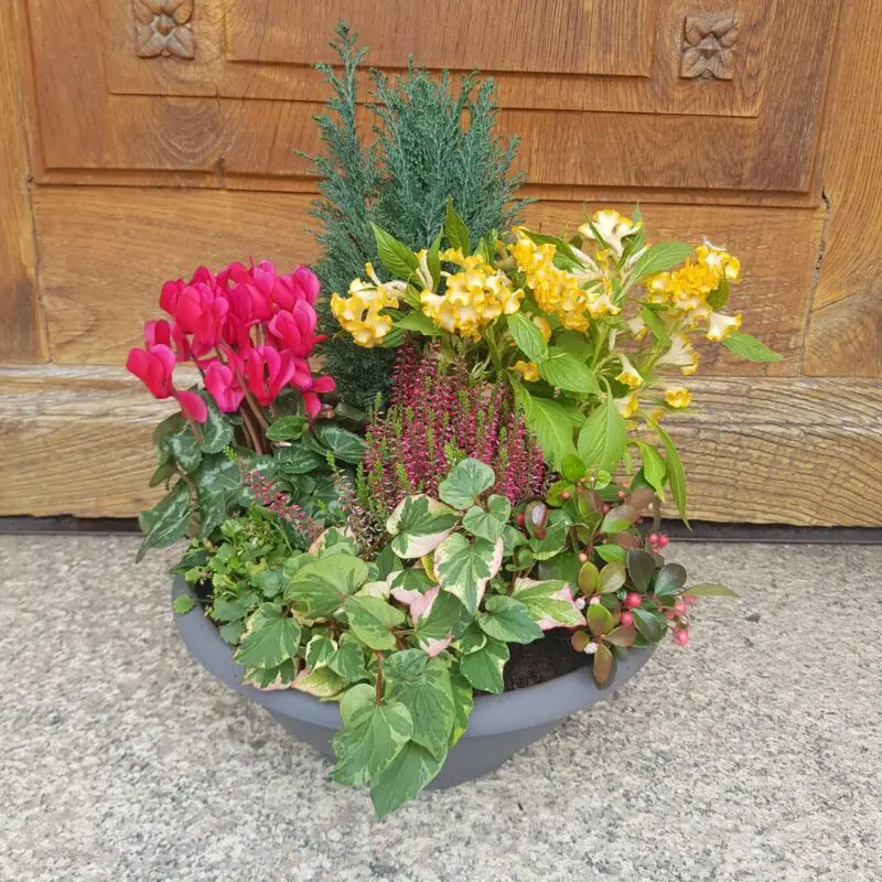 Alternative view of Composition de plantes "Le Jardin"