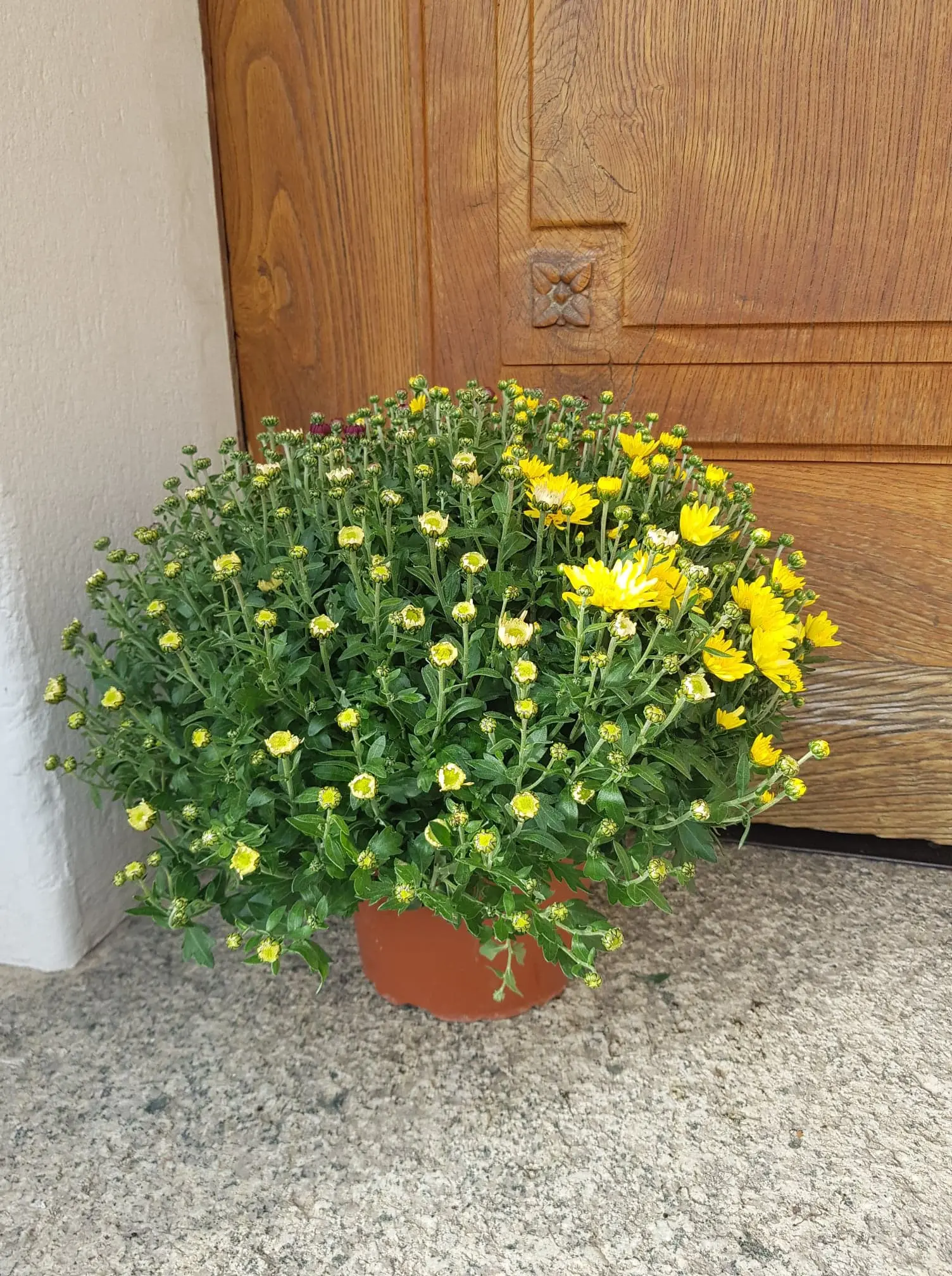 Chrysanthème petites fleurs multicolore – Image 4