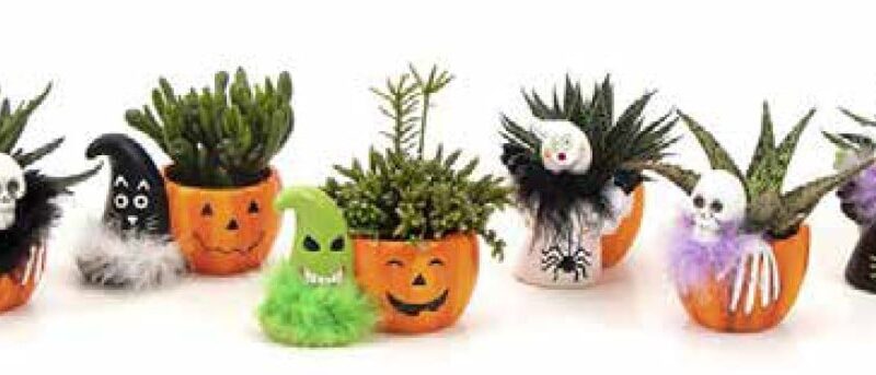 Halloween + plante