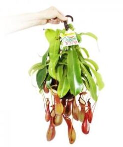 Alternative view of Népenthès (gobe mouche)