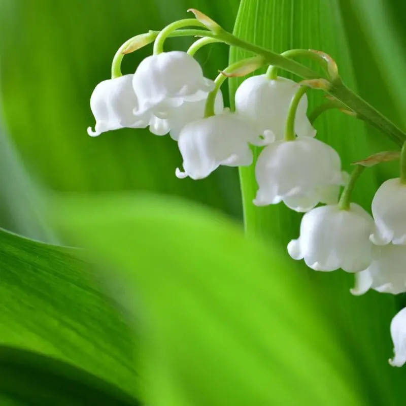 Muguet du 1er Mai