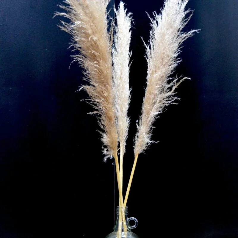 dame jeanne fleur de pampas