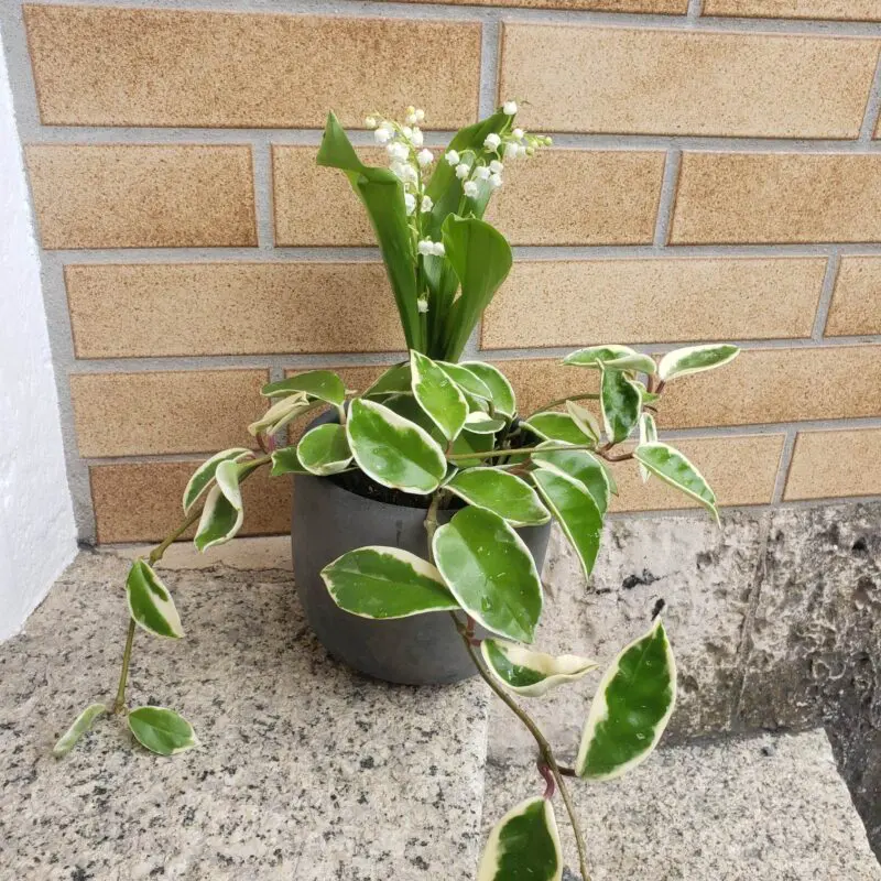 Composition "Couleur Muguet"