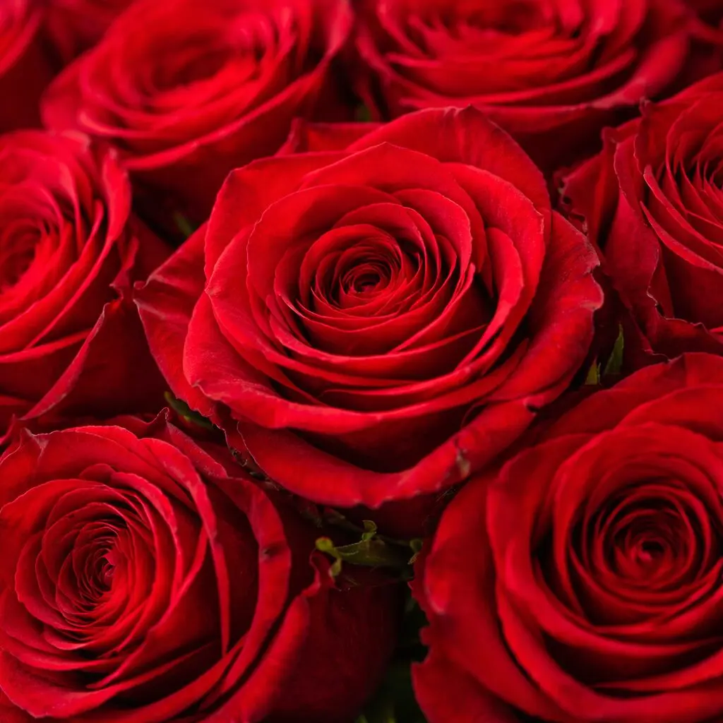 Bouquet de Roses Rouges sur mesure zoom détails