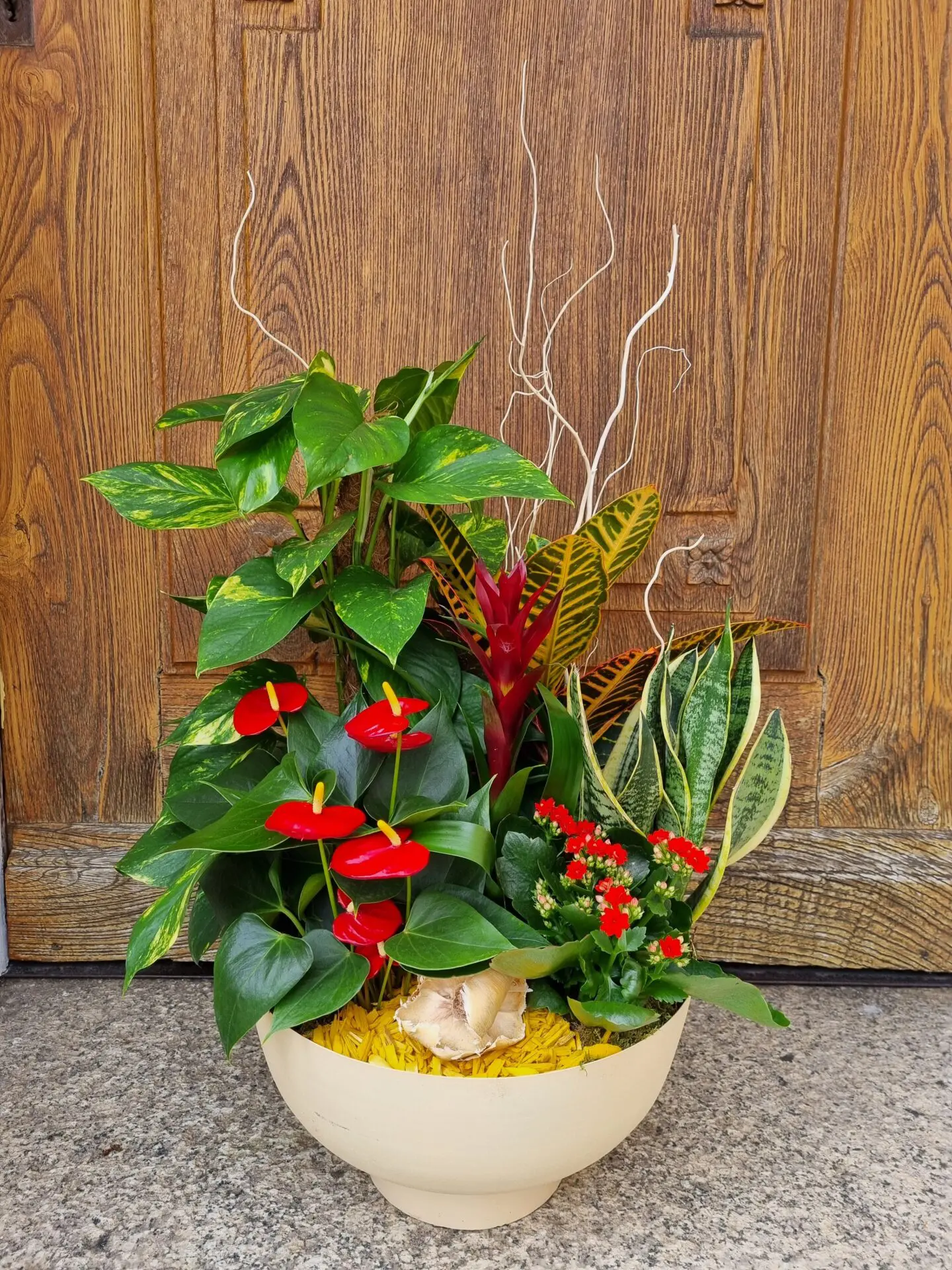 Assemblage de plantes Marina