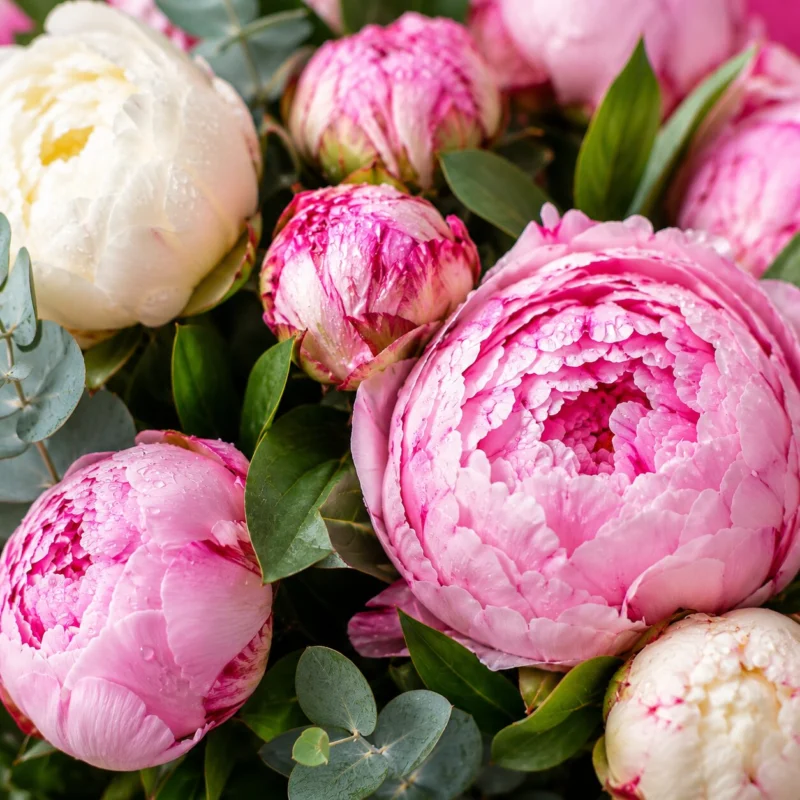 Alternative view of Bouquet de pivoines